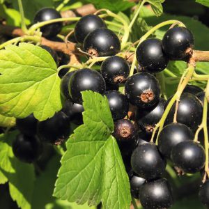 Купить саженцы смородины