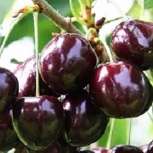 Купить саженцы черешни