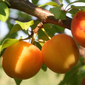 Оптовая продажа Купить саженцы алычи