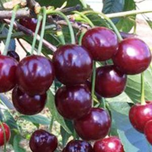 Купить саженцы вишня