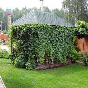 Декоративные растения оптом Купить саженцы декоративных растений