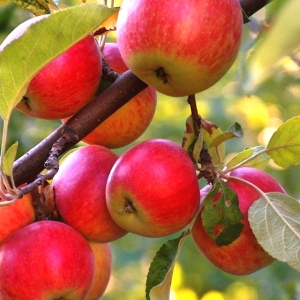 Купить саженцы яблонь